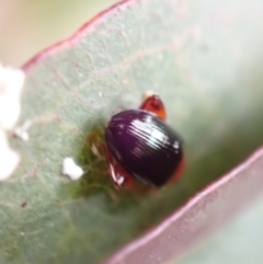 Arsipoda laeviceps at Murrumbateman, NSW - 23 Nov 2022