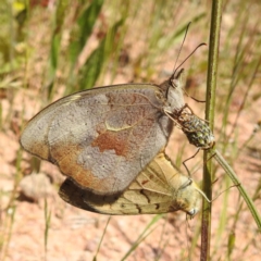 Heteronympha merope (Common Brown Butterfly) at McQuoids Hill - 25 Nov 2022 by HelenCross