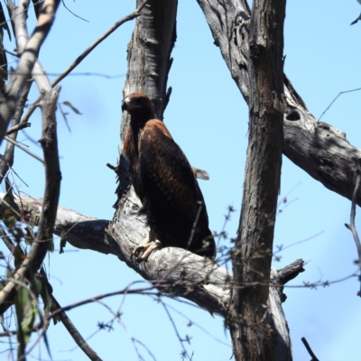 Aquila audax (Wedge-tailed Eagle) at McQuoids Hill - 25 Nov 2022 by HelenCross