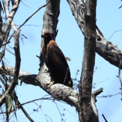 Aquila audax (Wedge-tailed Eagle) at Mcquoids Hill - 25 Nov 2022 by HelenCross