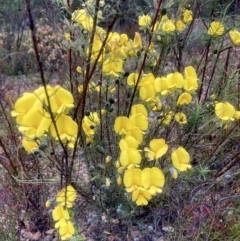 Gompholobium huegelii (Pale Wedge Pea) at Kowen, ACT - 24 Nov 2022 by Komidar