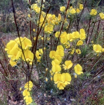 Gompholobium huegelii (pale wedge–pea) at Kowen, ACT - 25 Nov 2022 by Komidar