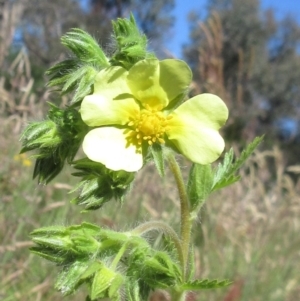 Potentilla recta at Weetangera, ACT - 24 Nov 2022 09:53 AM