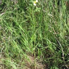 Potentilla recta at Weetangera, ACT - 24 Nov 2022 09:53 AM