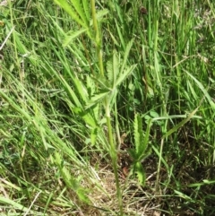 Potentilla recta at Weetangera, ACT - 24 Nov 2022 09:53 AM