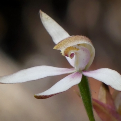 Caladenia moschata (Musky Caps) at High Range - 23 Nov 2022 by Curiosity