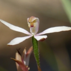 Caladenia moschata at High Range, NSW - 24 Nov 2022