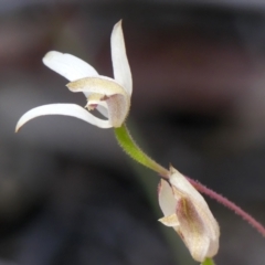 Caladenia moschata at High Range, NSW - suppressed