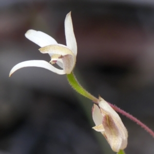 Caladenia moschata at High Range, NSW - suppressed