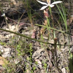 Caladenia moschata at High Range, NSW - suppressed