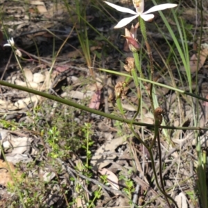 Caladenia moschata at High Range, NSW - suppressed