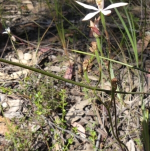 Caladenia moschata at High Range, NSW - 24 Nov 2022