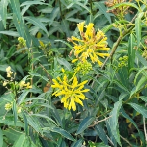 Cestrum parqui at Hexham, NSW - 25 Nov 2022 12:31 PM