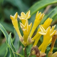 Cestrum parqui at Hexham, NSW - 25 Nov 2022 12:31 PM