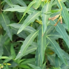 Cestrum parqui at Hexham, NSW - 25 Nov 2022 12:31 PM