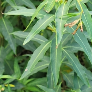 Cestrum parqui at Hexham, NSW - 25 Nov 2022