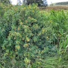 Cestrum parqui at Hexham, NSW - 25 Nov 2022