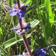 Ajuga australis (Austral Bugle) at Weetangera, ACT - 23 Nov 2022 by sangio7