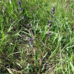 Ajuga australis at Weetangera, ACT - 24 Nov 2022 10:06 AM