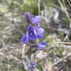 Thelymitra ixioides (Dotted Sun Orchid) at Blackheath, NSW - 25 Nov 2022 by Mavis