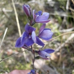 Thelymitra ixioides at Blackheath, NSW - 26 Nov 2022