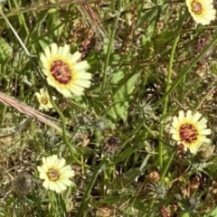 Tolpis barbata (Yellow Hawkweed) at Percival Hill - 25 Nov 2022 by gavinlongmuir