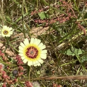 Tolpis barbata at Nicholls, ACT - 26 Nov 2022