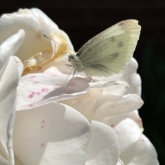 Pieris rapae (Cabbage White) at Holt, ACT - 26 Nov 2022 by JimL