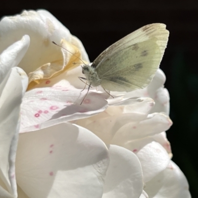 Pieris rapae (Cabbage White) at Holt, ACT - 25 Nov 2022 by JimL