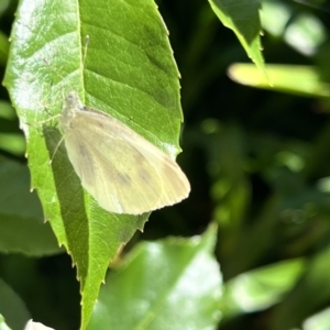 Pieris rapae at Holt, ACT - suppressed