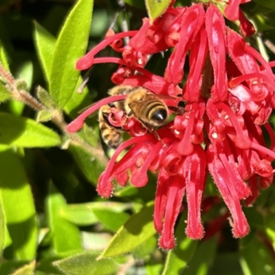 Apis mellifera (European honey bee) at Holt, ACT - 26 Nov 2022 by JimL