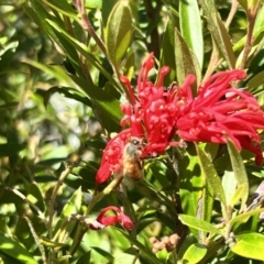 Apis mellifera at Holt, ACT - 26 Nov 2022