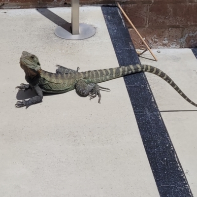 Intellagama lesueurii howittii (Gippsland Water Dragon) at Australian National University - 23 Nov 2022 by rebeccakippen