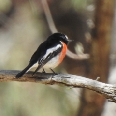 Petroica boodang (Scarlet Robin) at Wingecarribee Local Government Area - 23 Nov 2022 by GlossyGal