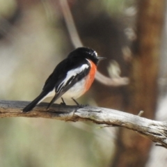 Petroica boodang (Scarlet Robin) at 100 Mount Jellore - 24 Nov 2022 by GlossyGal