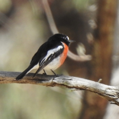Petroica boodang (Scarlet Robin) at High Range, NSW - 23 Nov 2022 by GlossyGal