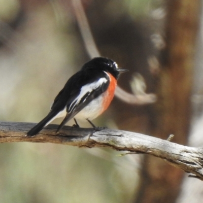 Petroica boodang (Scarlet Robin) at High Range, NSW - 24 Nov 2022 by GlossyGal