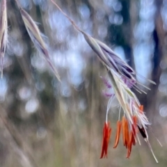 Rytidosperma pallidum (Red-anther Wallaby Grass) at Kowen, ACT - 24 Nov 2022 by Komidar