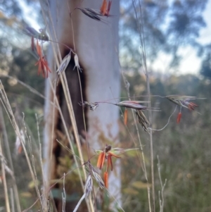 Rytidosperma pallidum at Kowen, ACT - 25 Nov 2022 07:13 AM