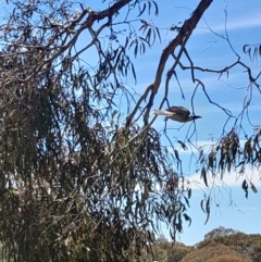 Philemon corniculatus (Noisy Friarbird) at The Pinnacle - 26 Nov 2022 by VanceLawrence