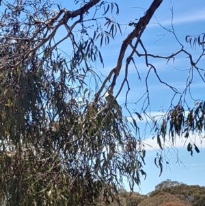 Philemon corniculatus at Hawker, ACT - 26 Nov 2022