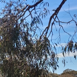 Philemon corniculatus at Hawker, ACT - 26 Nov 2022 11:44 AM