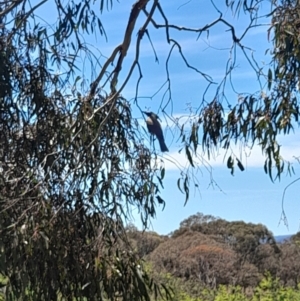 Philemon corniculatus at Hawker, ACT - 26 Nov 2022