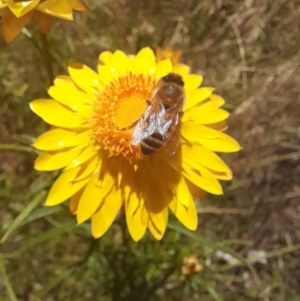 Apis mellifera at Hawker, ACT - 26 Nov 2022