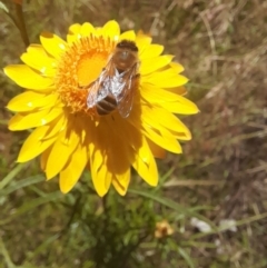 Apis mellifera at Hawker, ACT - 26 Nov 2022