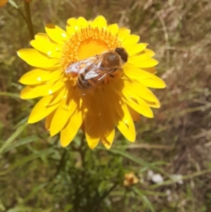 Apis mellifera at Hawker, ACT - 26 Nov 2022