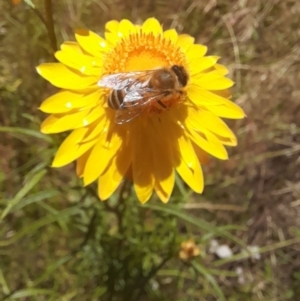 Apis mellifera at Hawker, ACT - 26 Nov 2022