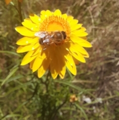 Apis mellifera at Hawker, ACT - 26 Nov 2022