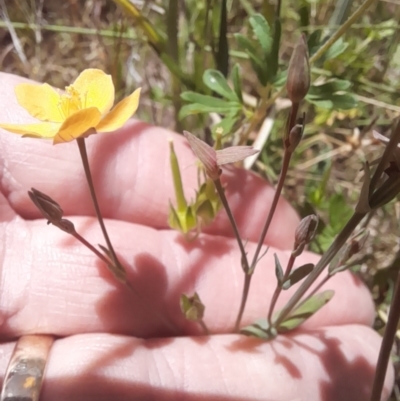 Hypericum gramineum (Small St Johns Wort) at Hawker, ACT - 26 Nov 2022 by VanceLawrence