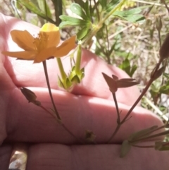 Hypericum gramineum at Hawker, ACT - 26 Nov 2022 12:04 PM